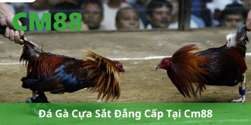 Đá gà cựa sắt